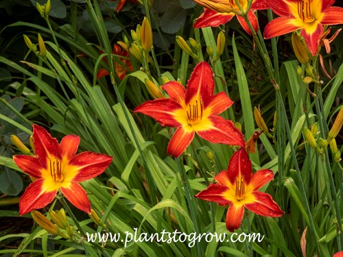 Daylily 'Baltimore Oriole'
26 inches tall
6', orange self blooms
mid to late season
tetraploid, dormant
Griesbach-Klehm, 1979